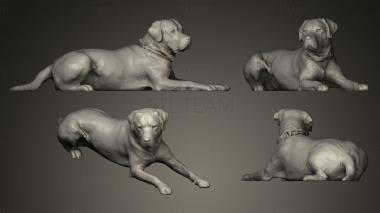 3D model DOG A43 (STL)